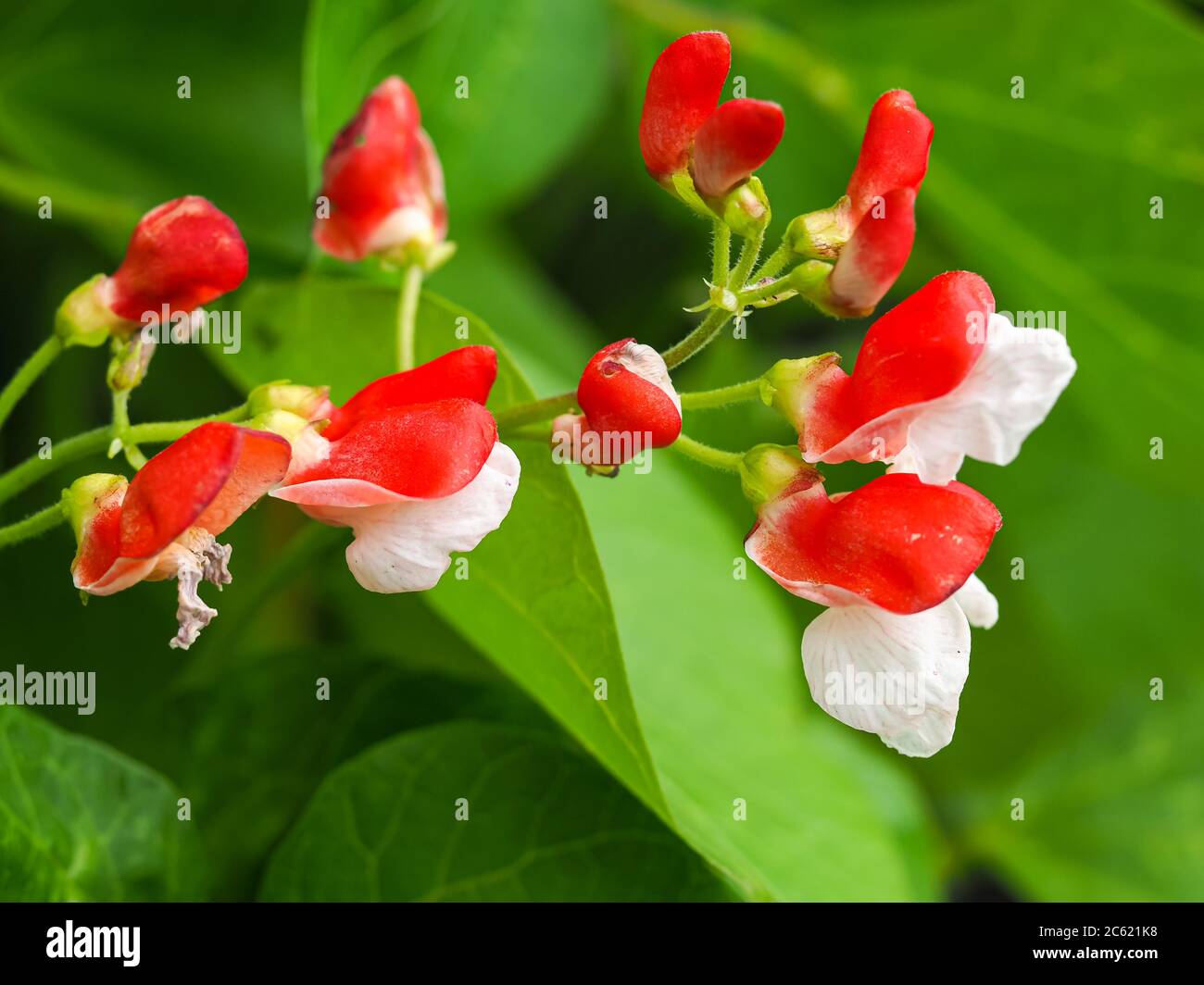 Hübsche rote und weiße Blüten auf einer Zwergbohnenpflanze Hestia Stockfoto