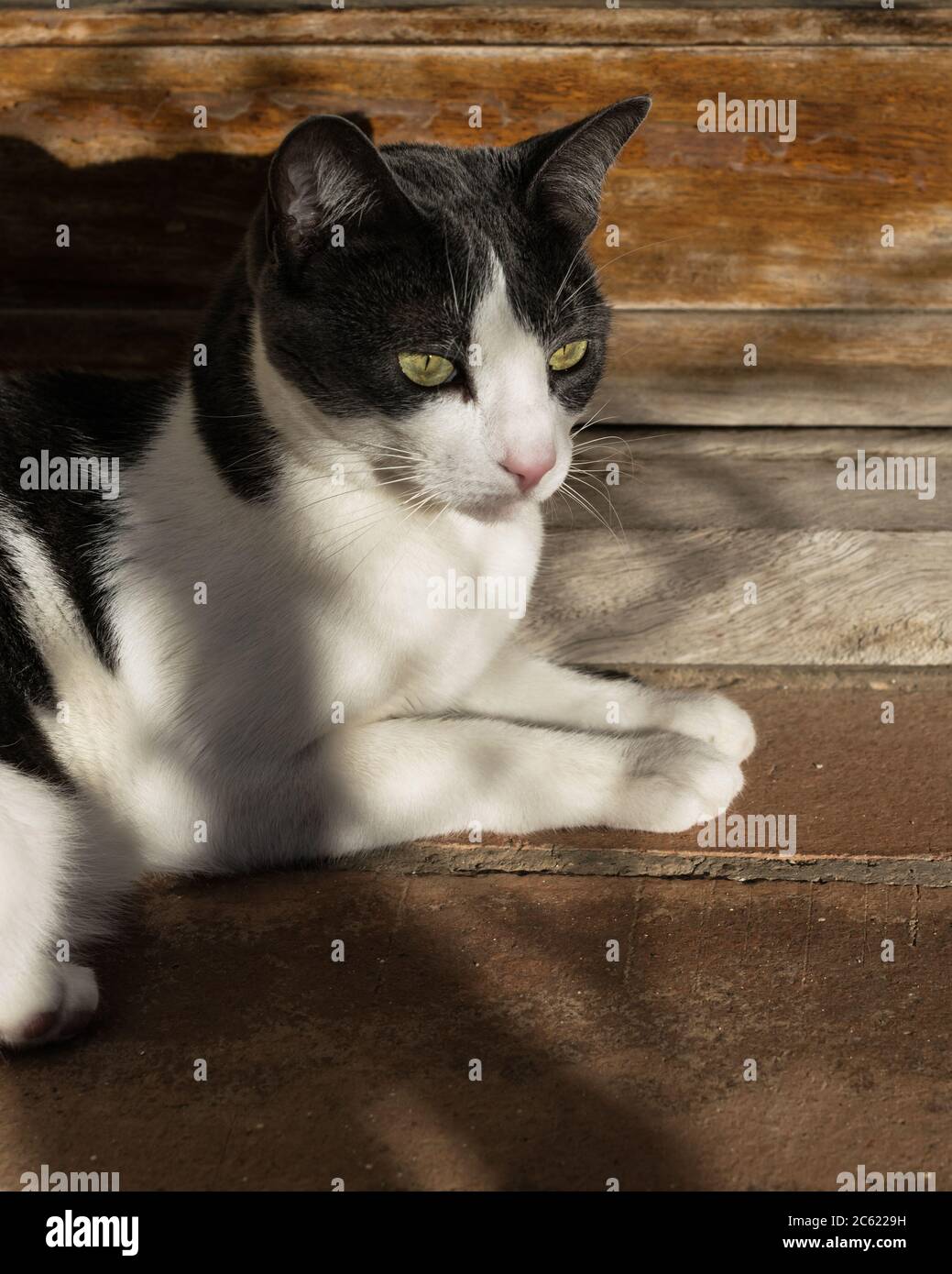 Graue und weiße Katze, die im Schatten ruht. Stockfoto