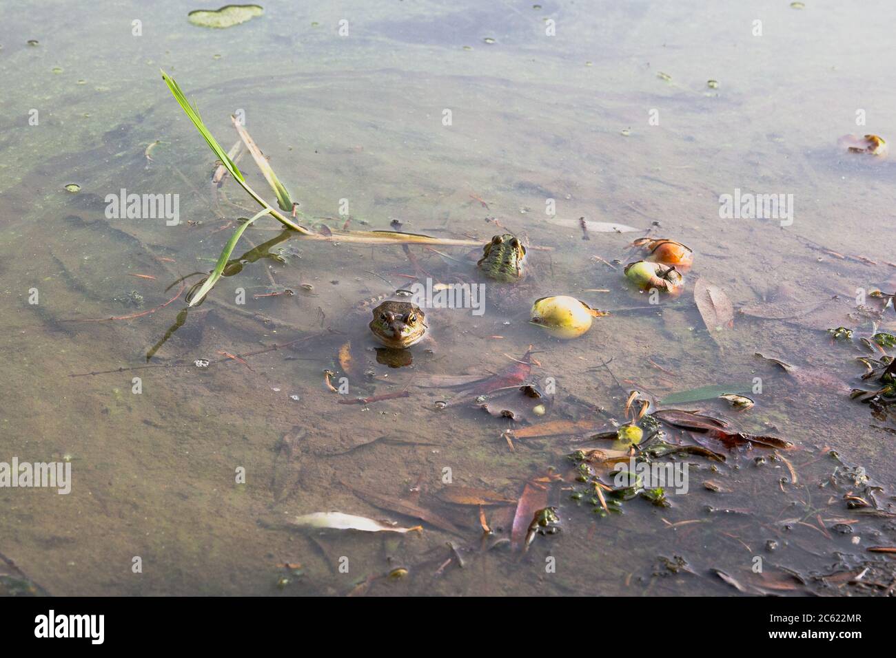 Zwei Frösche in einem See. Ein Frosch schaut direkt auf die Kamera, der andere ist nach hinten gerichtet. Um sie herum fallen Äpfel. Stockfoto