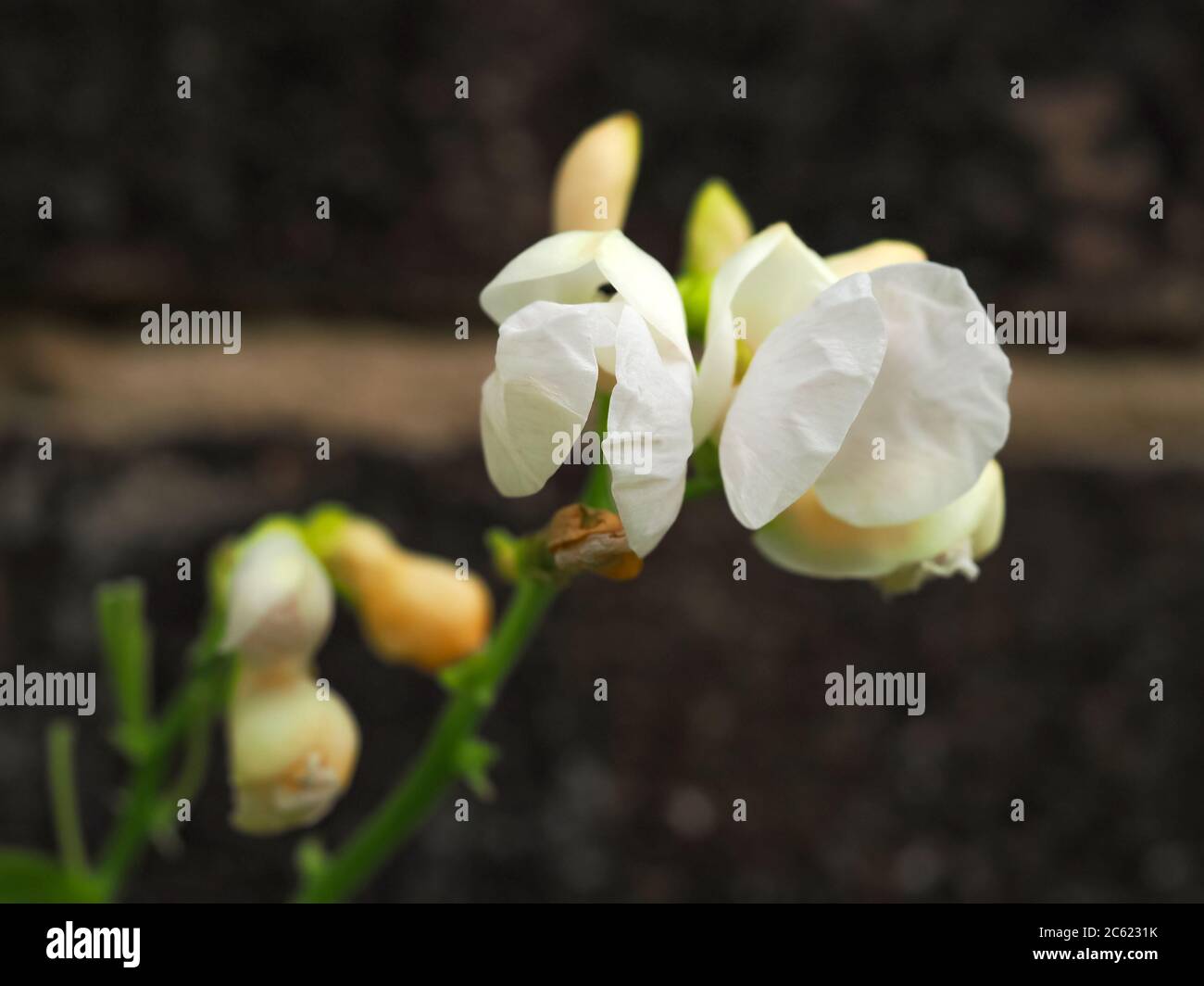 Nahaufnahme der weißen Blüten auf einer Runner-Bohnenpflanze, Sorte Schneesturm Stockfoto