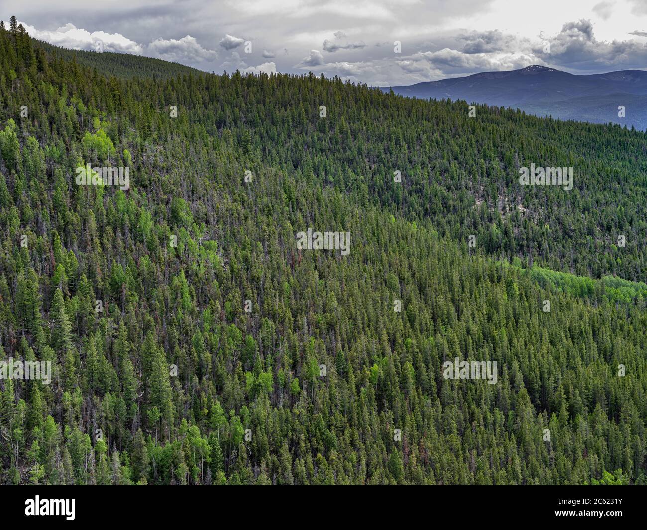 Landschaftlich schöner Blick auf immergrünen Wald und Berge, Colorado, USA Stockfoto