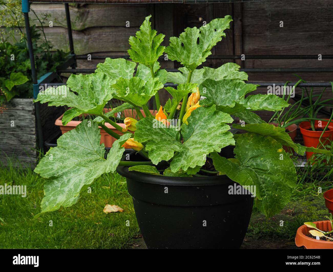 Zucchini Pflanze, Sorte Midnight, wächst in einem schwarzen Kunststoff-Container Stockfoto