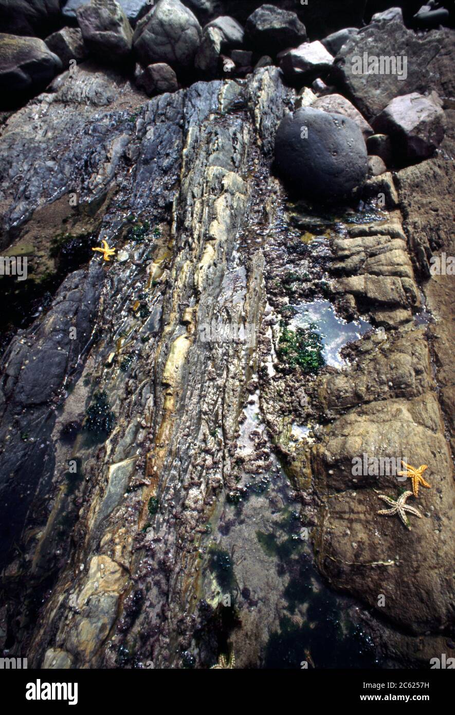 Asturias Spanien Kleine Felsenpools Mit Seestern Stockfoto