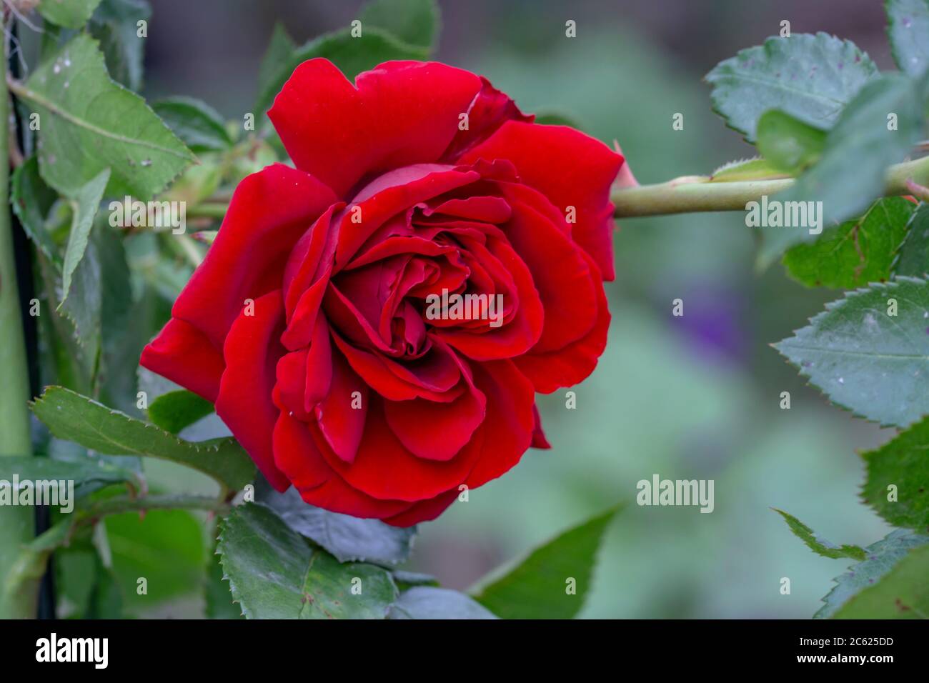 Schöne Rosenblüte im Garten. Bunte Rosen blühen. Gartenrosen Stockfoto