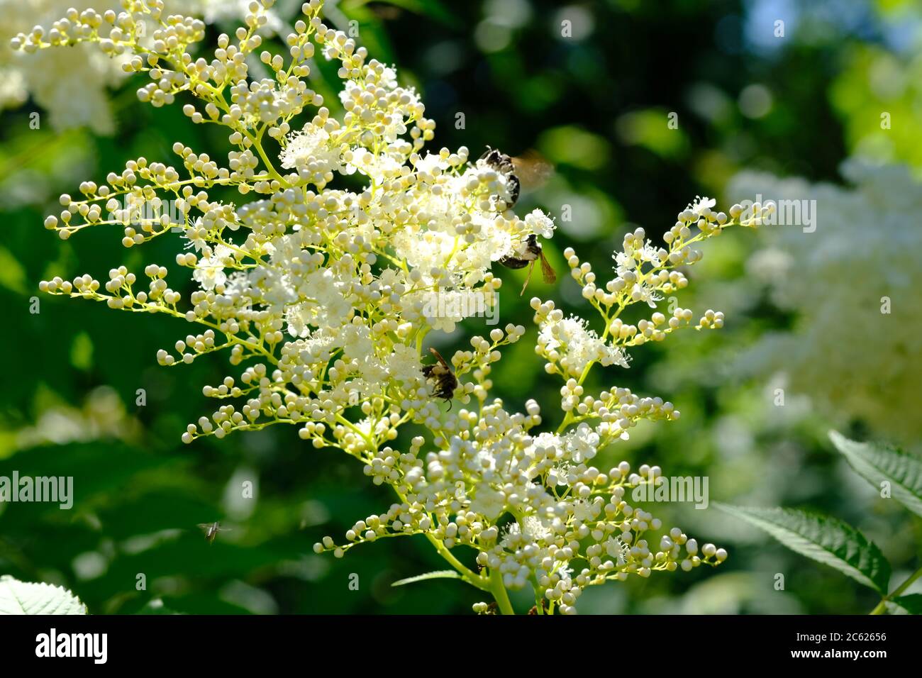 Sumakknospen und Blumen ziehen viele Bienen und Insekten an. Ottawa, Ontario, Kanada. Stockfoto