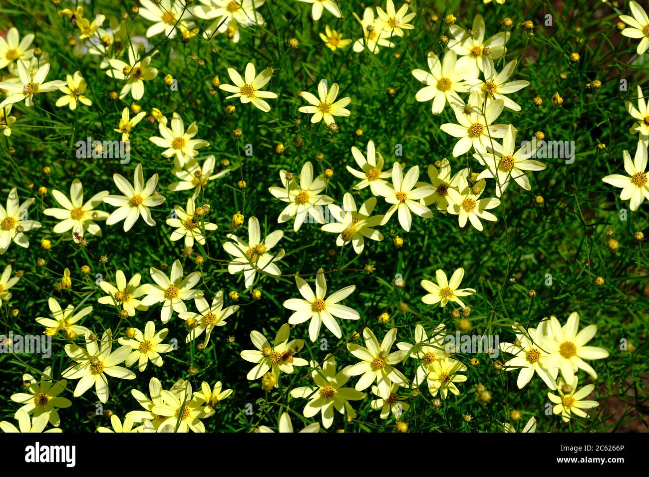 Üppige und schöne hellgelbe Blüten eines Ticksaatas (Coreopsis verticillata ‘Moonbeam’) in einem Glebe-Garten, Ottawa, Ontario, Kanada. Stockfoto