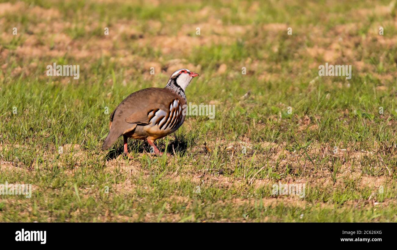 Alectoris rufa. Vogel, der sich in verschiedenen Lebensräumen vererben kann. Felder, mit Heidekraut Gras und felsigen oder sandigen Feldern.Paimogo, Lourinhã. Portugal. Stockfoto