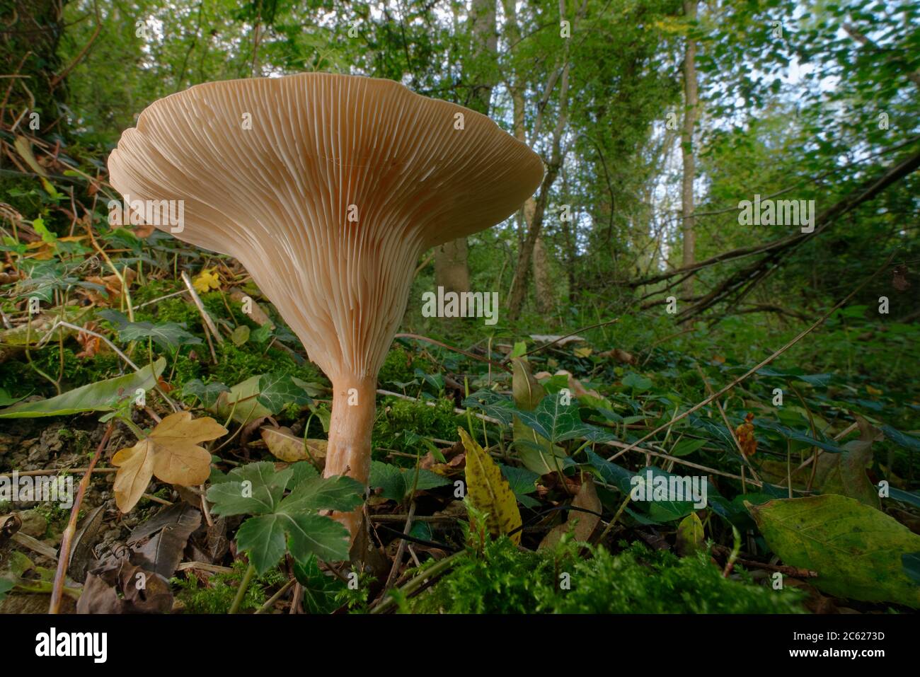 Troopingtrichter / Mönchskelpilz (Clitocybe / Infundibulicybe geotropa) wächst in Laubholz, Lower Woods, Gloucestershire, Großbritannien, Oktober. Stockfoto