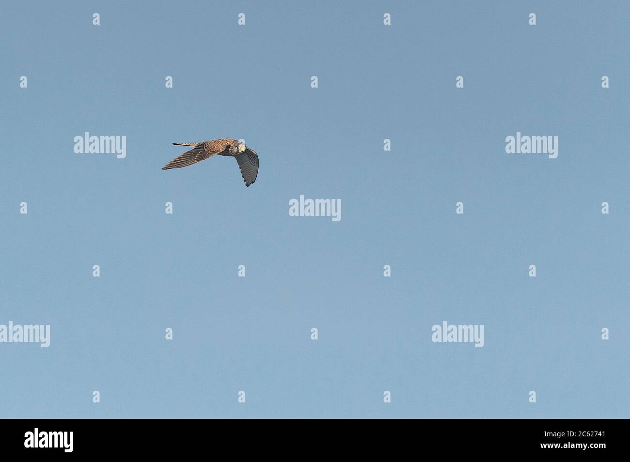 Kestrel. Am meisten in offenen Feldern, Feldern und Sümpfen beobachtet. Es ernährt sich von Dormouse und Insekten.Cabo Carvoeiro. Nau dos Corvos. Peniche. Portugal Stockfoto