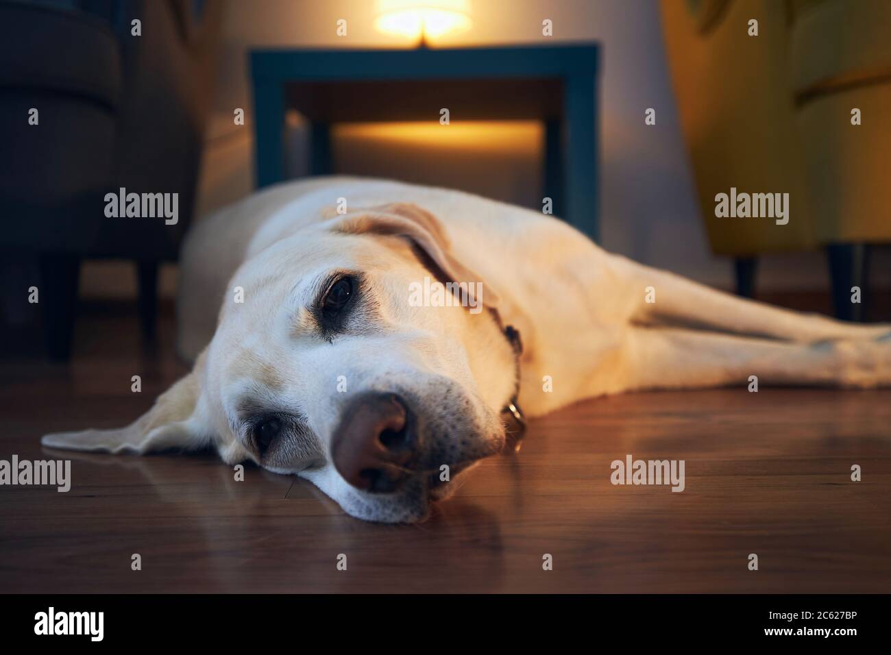 Alter Hund ruht sich in gemütlichen Hause. Müde labrador Retriever liegend und Blick auf die Kamera. Stockfoto