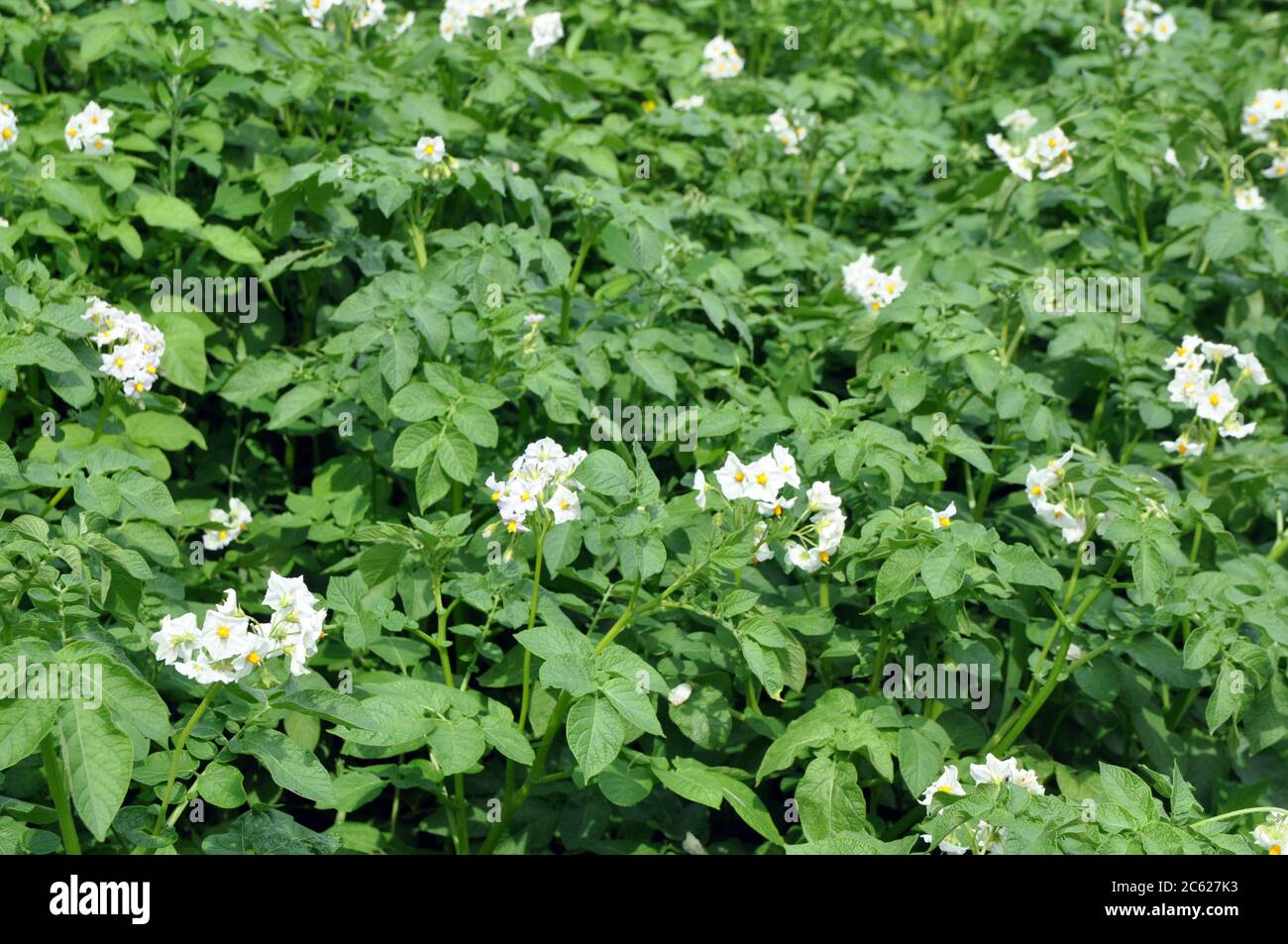 Blühende Kartoffel. Kartoffelblüten blühen im Sonnenlicht wachsen in der Pflanze. Weiße blühende Kartoffelblume auf dem Feld. Stockfoto