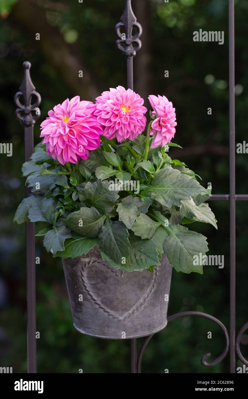 Rosa Dahlia Blüten in Zinktopf als Gartendekoration Stockfoto