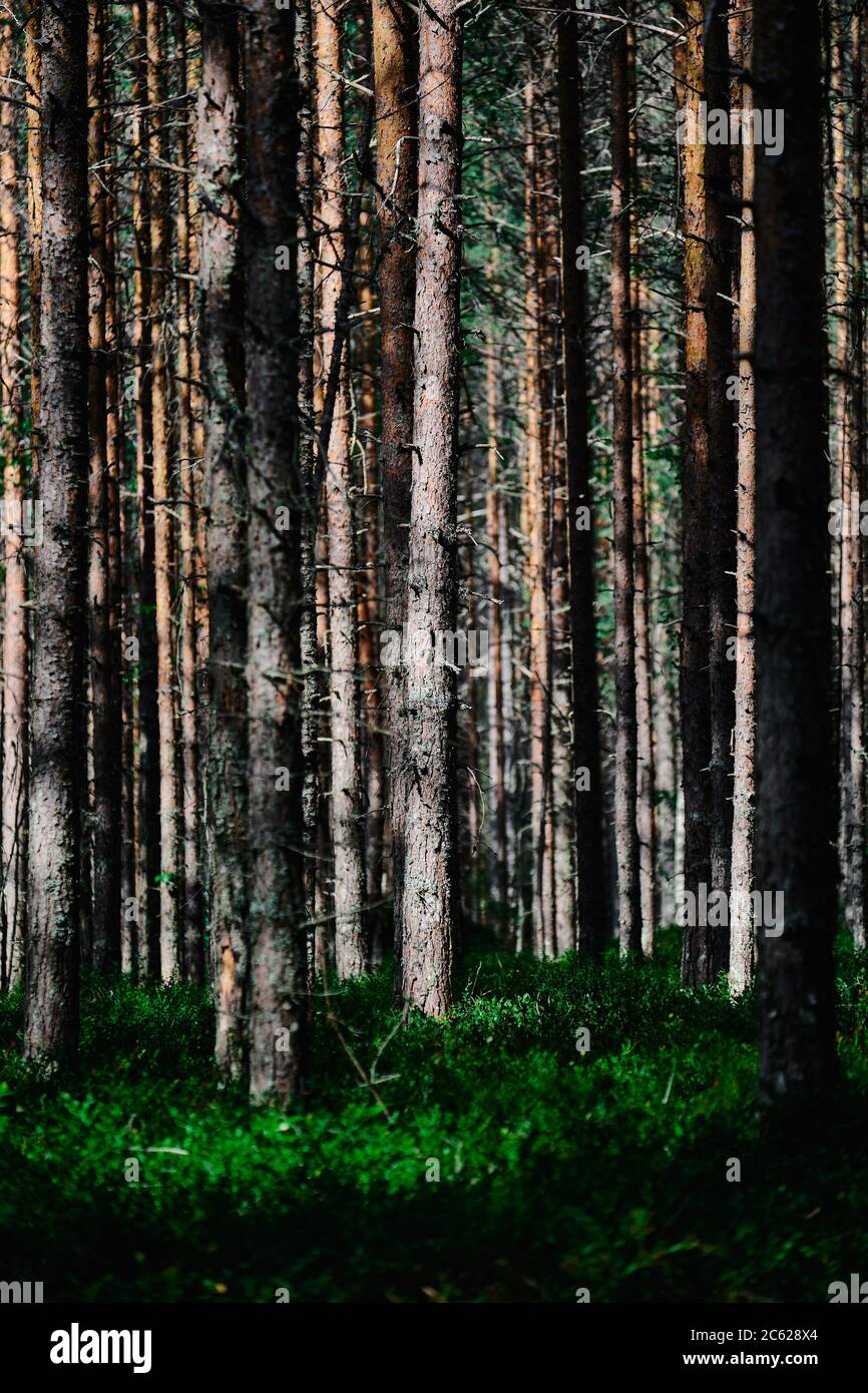 Kiefernwald im Koli Nationalpark, Finnland. Sonniger Sommertag. Finnische Natur. Stockfoto