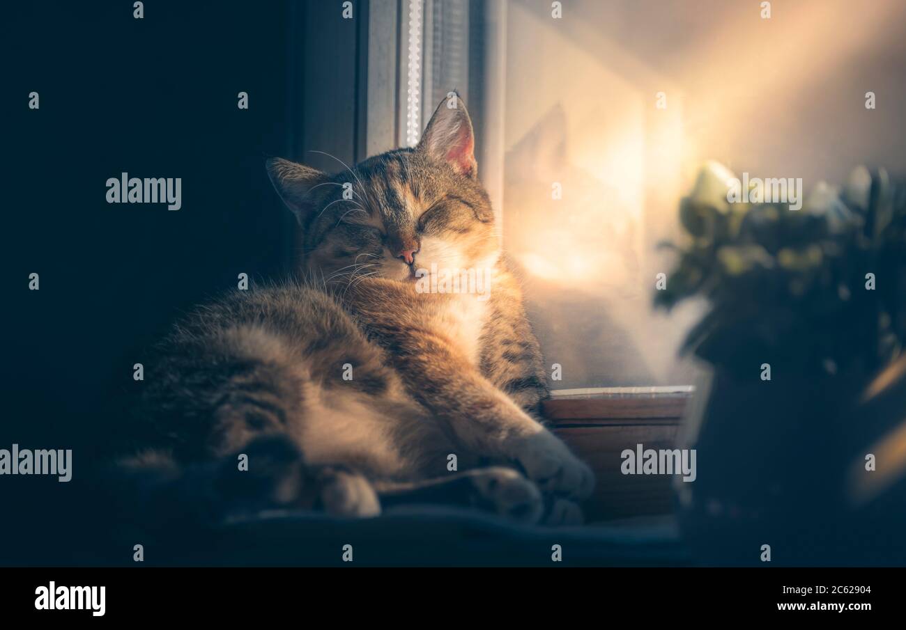 Niedliche Katze sleaping auf der Fensterbank in Sonnenstrahl. Träumen vom Frühling im Winter. Stockfoto