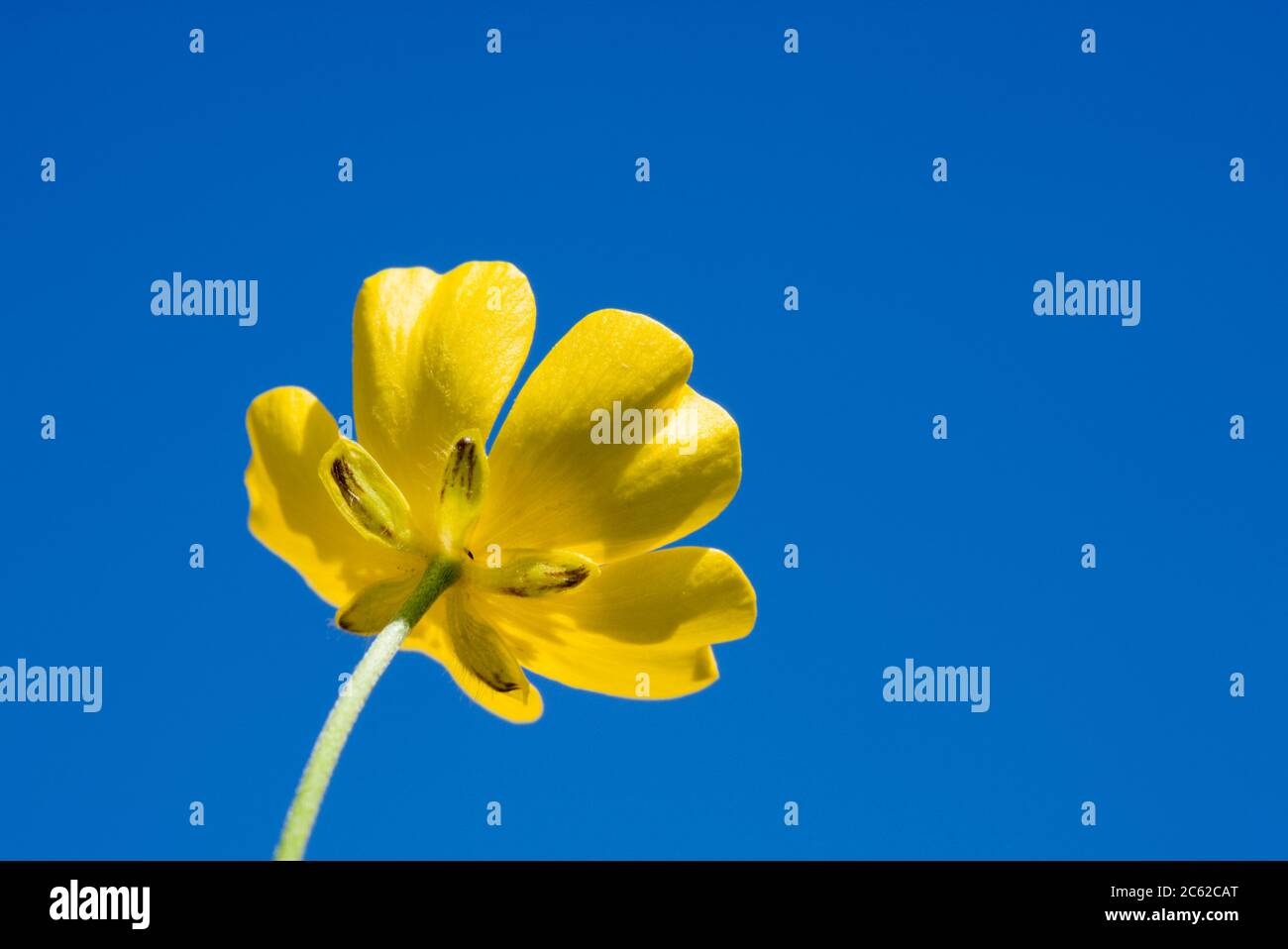 Hahnenfuß, niedrigen Winkel gegen blauen Himmel. Wiese Hahnenfuß, Ranunculus Acris. VEREINIGTES KÖNIGREICH. Stockfoto