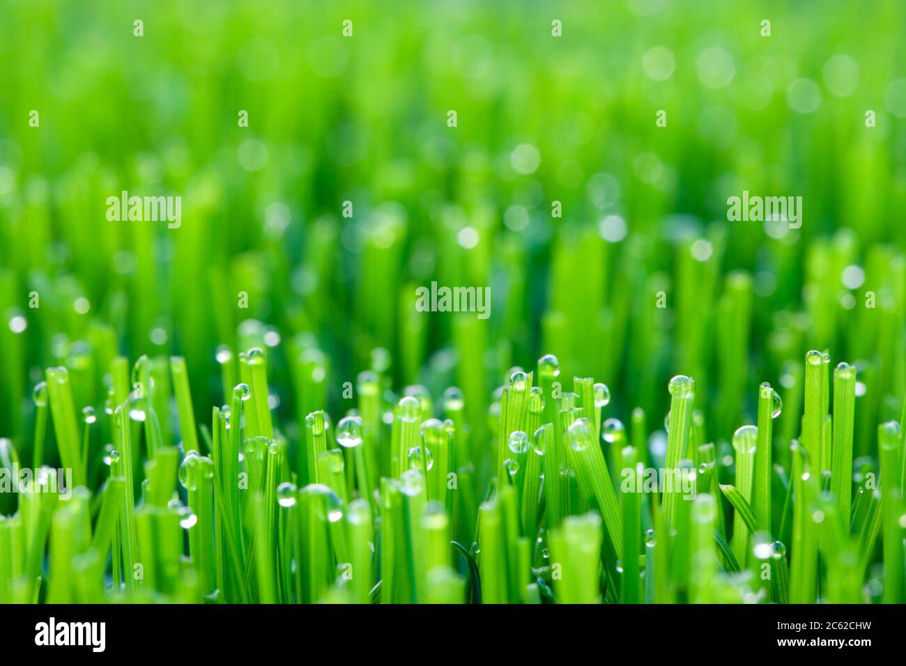 Wassertropfen auf dem Rasen Stockfoto