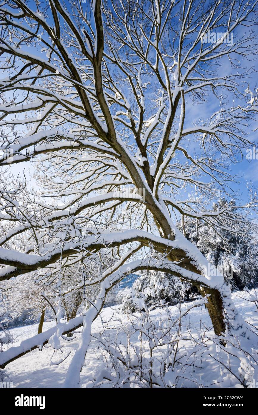 Snow on Tree, Newlands Corner, Surrey, Großbritannien Stockfoto