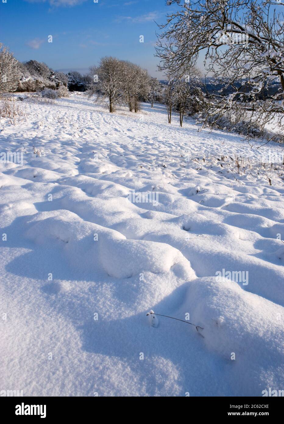 Snow Scene, Newlands Corner, North Downs, Surrey, Großbritannien Stockfoto