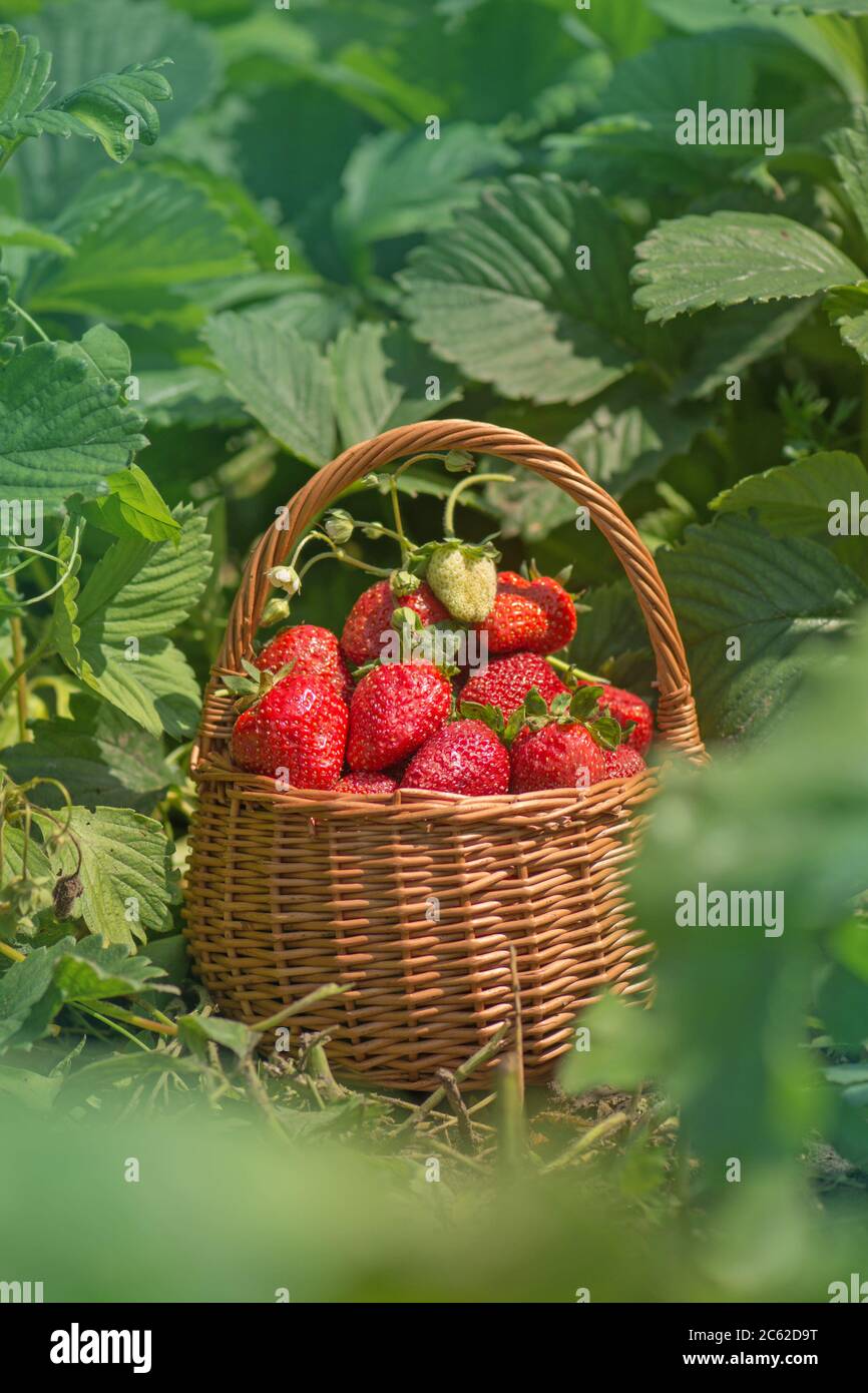 Erdbeere mit Blatt und blühende Blume aus nächster Nähe. Erdbeeren an sonnigen Tagen. Verschiedene saftige Erdbeere mit Blättern in einem Korb. Frisch gepflückte Erdbeeren Stockfoto
