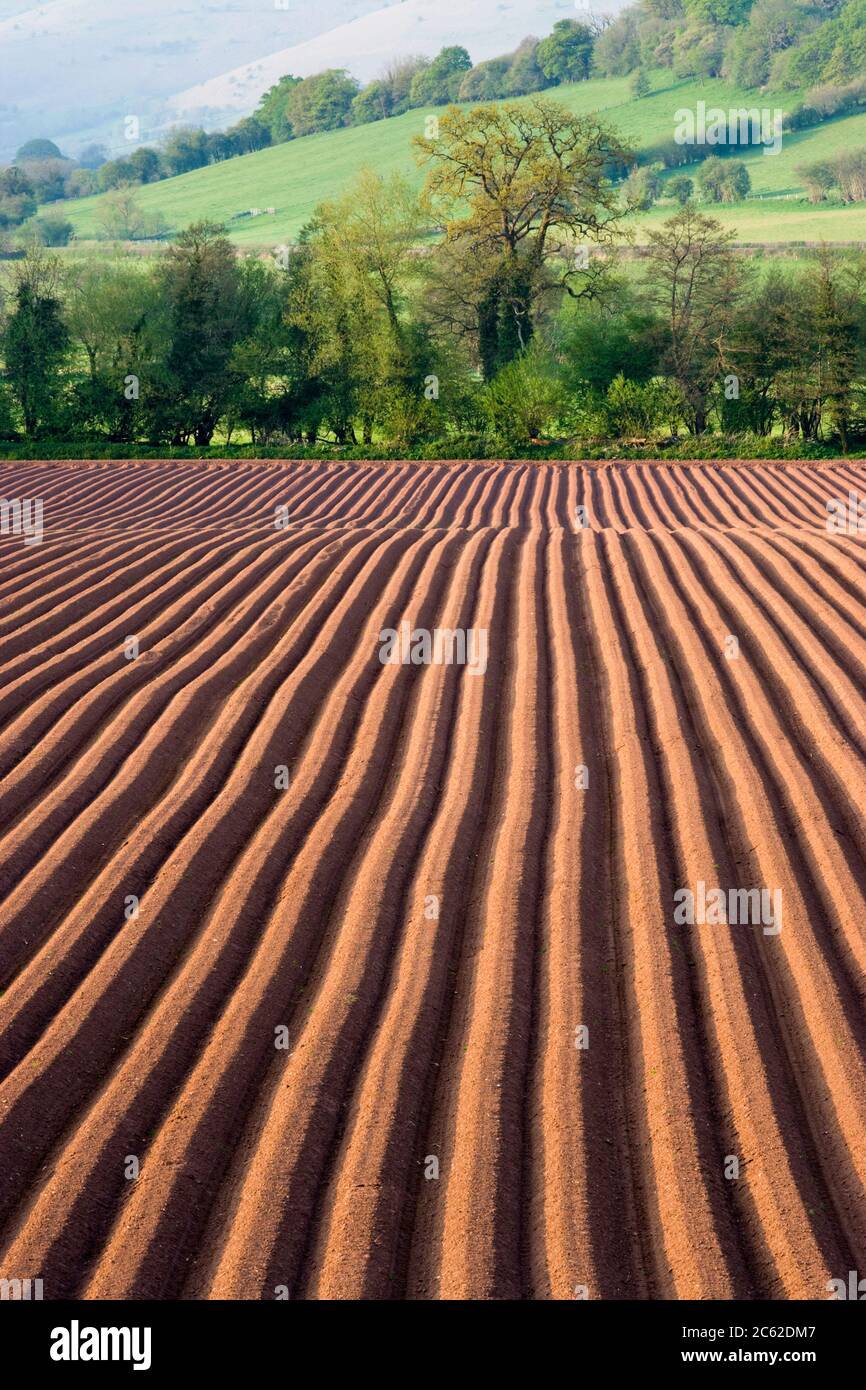 Pflowed Field, Wales, Großbritannien Stockfoto