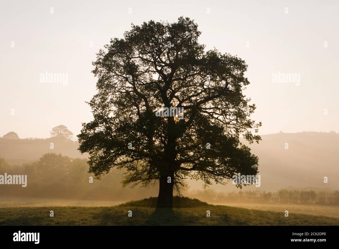Einzelne Eiche im Feld, Wales, Großbritannien Stockfoto