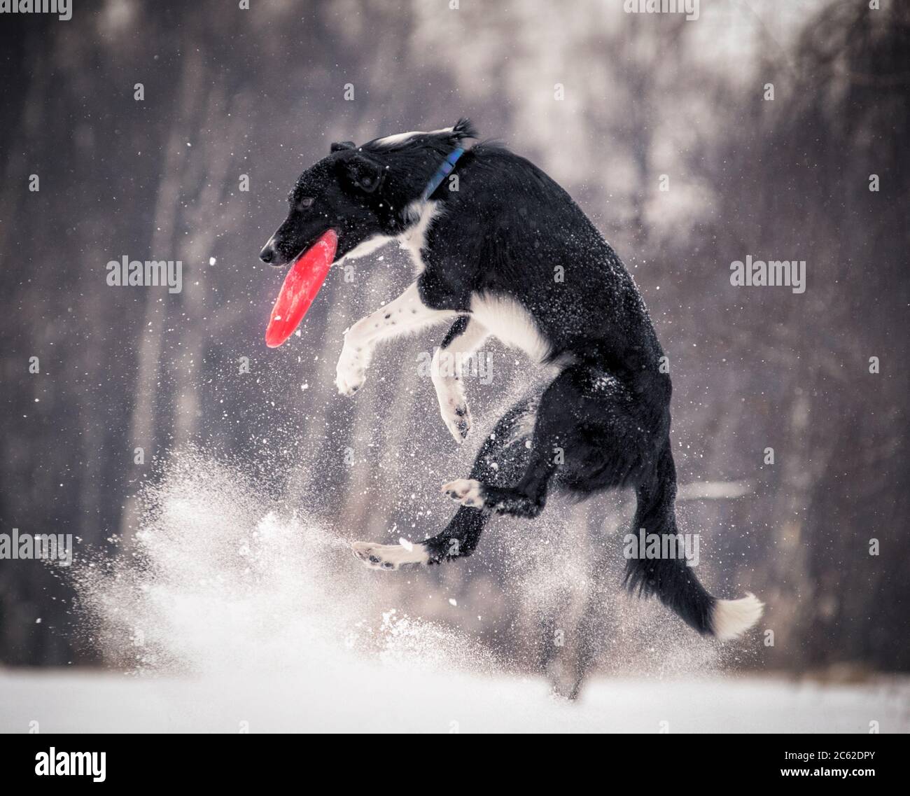 Border Collie im Sprung mit der Scheibe im Winterpark Stockfoto