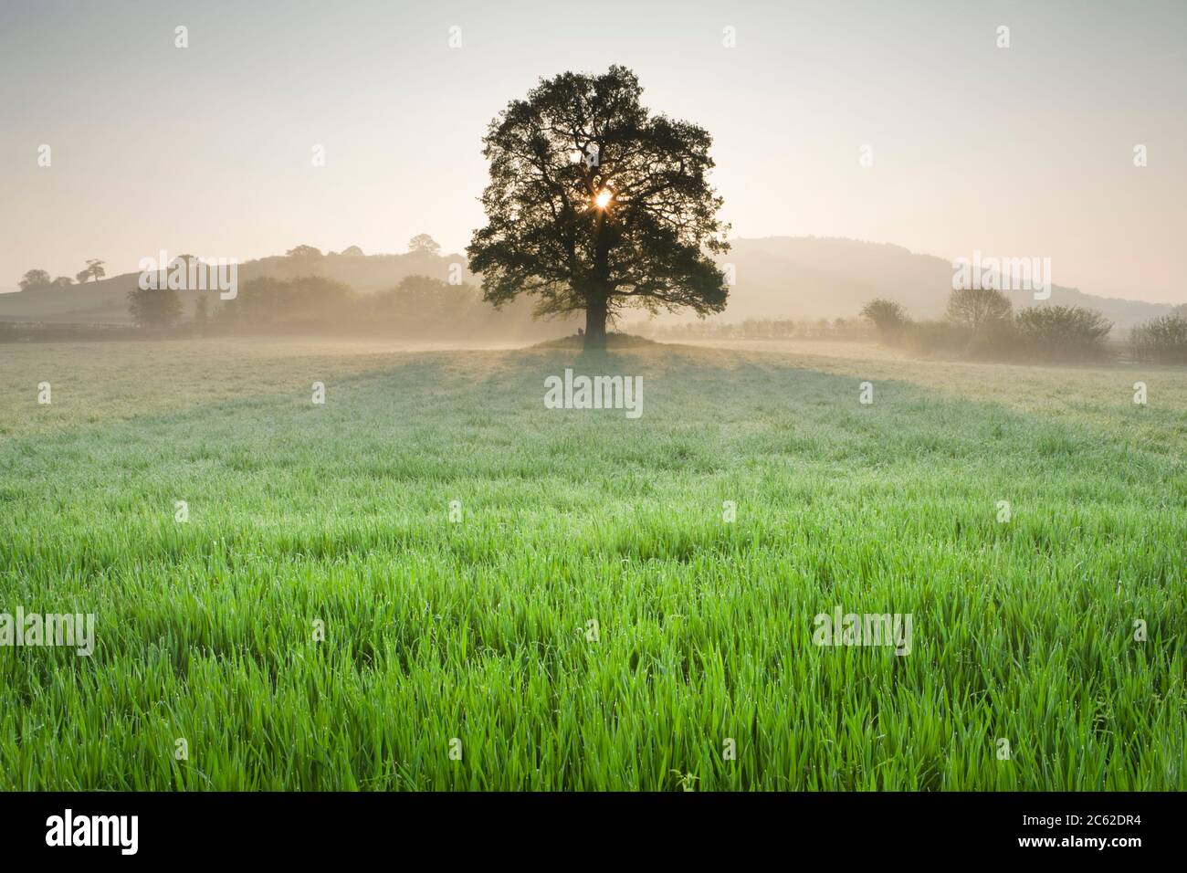 Einzelne Eiche im Feld, Wales, Großbritannien Stockfoto