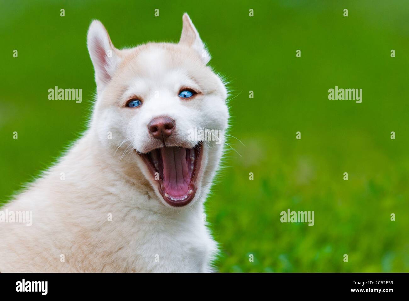 Nette Husky Welpen lächeln mit Hinterhof auf dem Hintergrund Stockfoto