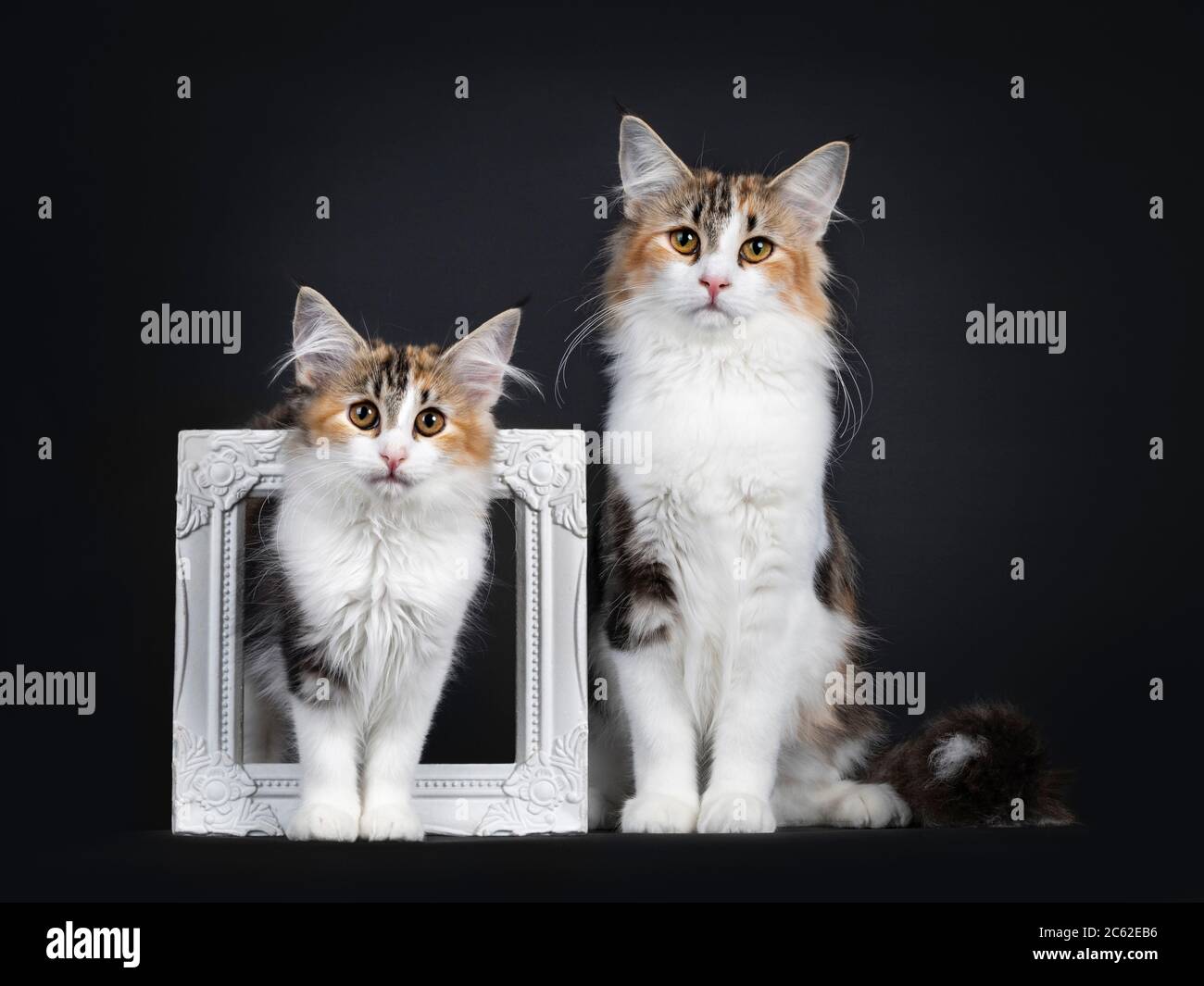 Junge Erwachsene zweifarbige Tortie Norwegische Waldkatze, sitzt nach vorne neben Fotorahmen mit jüngere Version von sich. Mit y in Richtung Kamera schauen Stockfoto