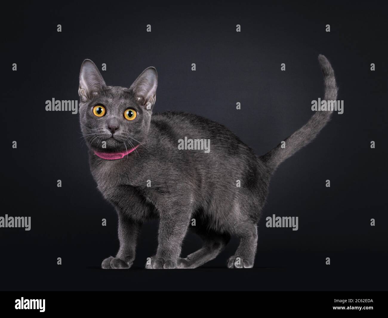 Süße Korat Katze Kätzchen, stehende Seitenwege tragen rosa Kragen. Blick direkt auf die Linse mit großen gelben Augen. Isoliert auf schwarzem Hintergrund. Stockfoto