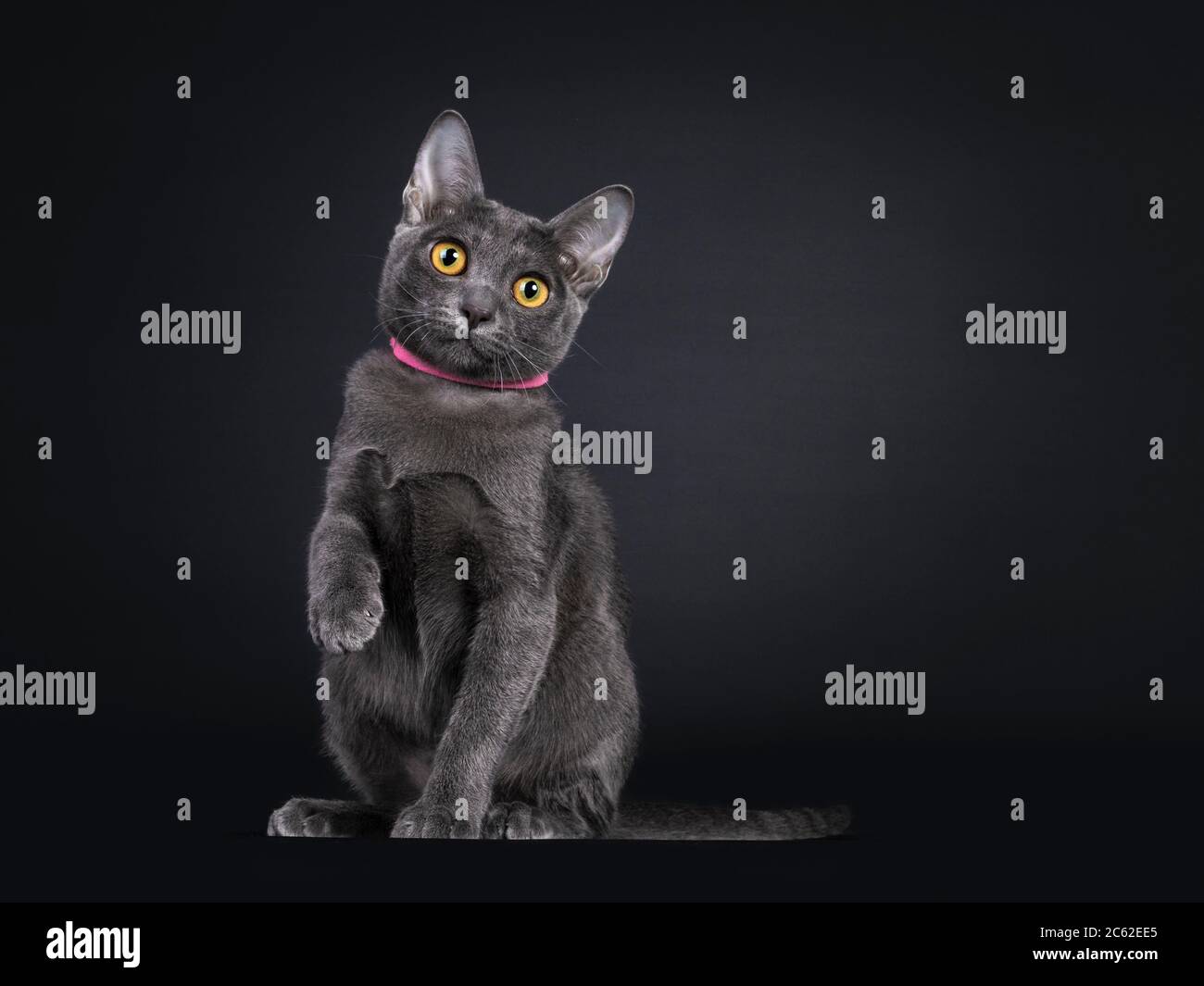 Süße Korat Katze Kätzchen, sitzt nach vorne mit rosa Kragen. Blick direkt auf die Linse mit großen gelben Augen. Isoliert auf schwarzem Hintergrund. Eine Pfote Stockfoto