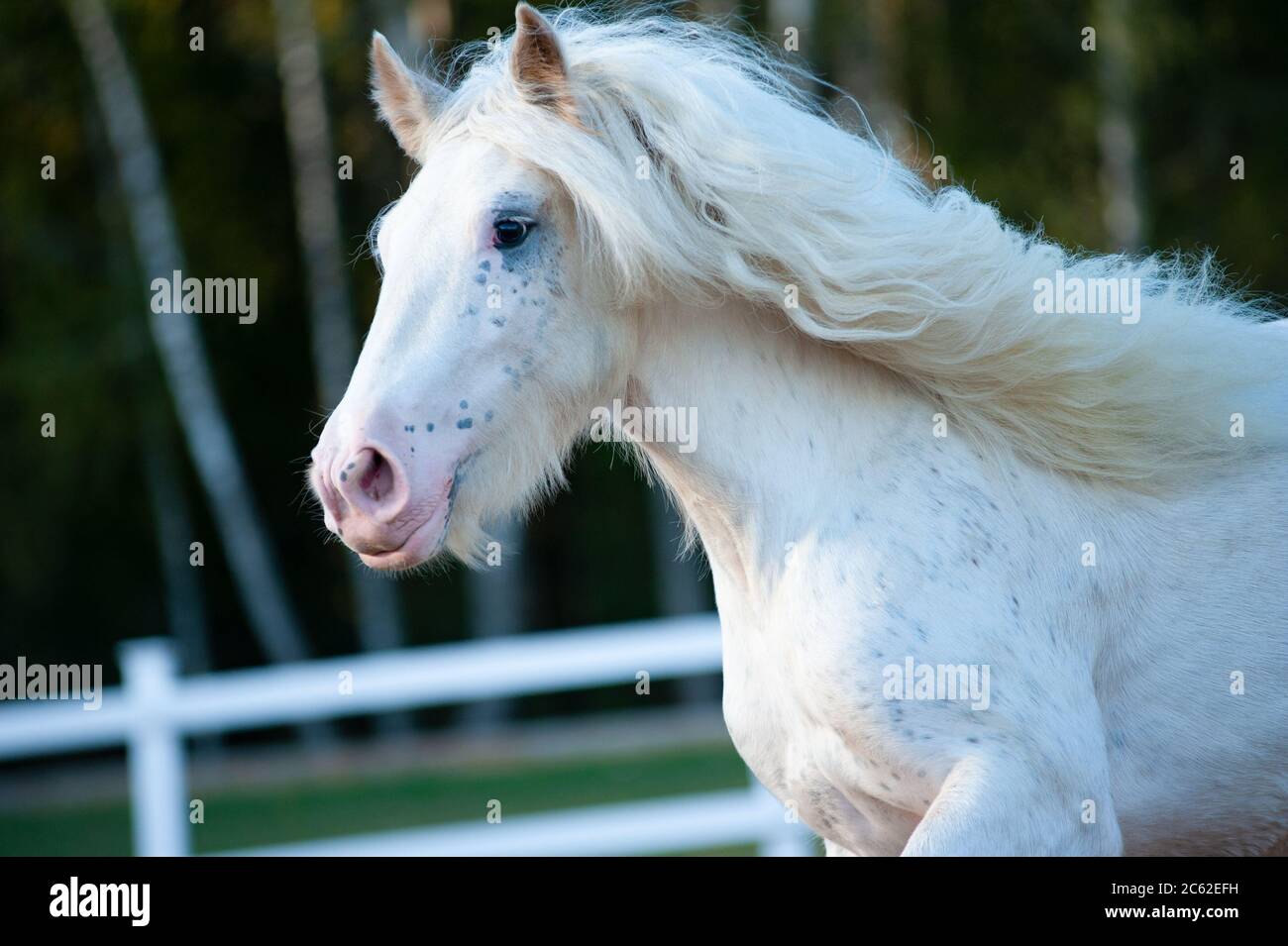 Schöne weiße Shire Pferd bewegen im Paddock Stockfoto