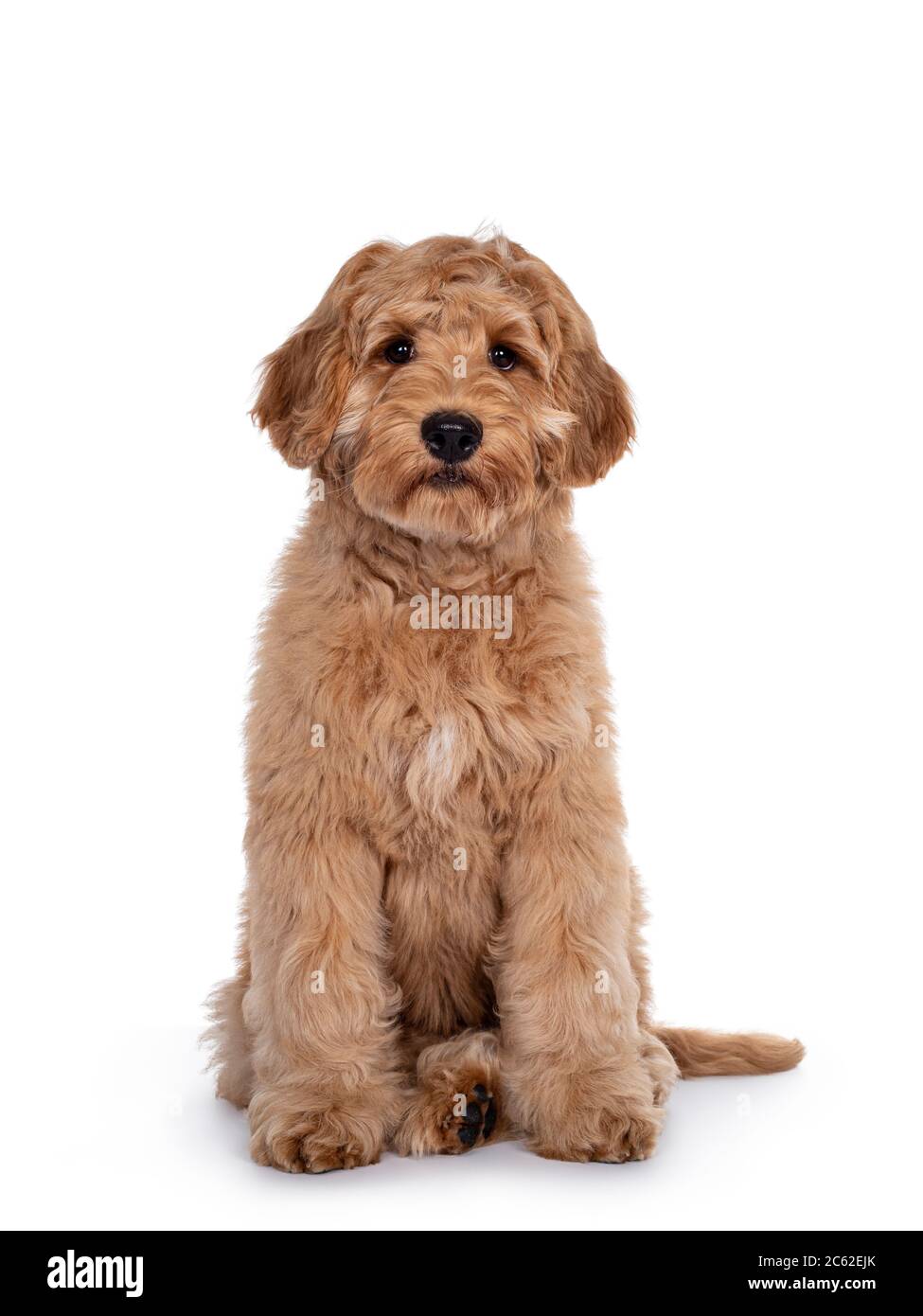 Niedliche 4 Monate junge Labradoodle Hund, sitzt nach vorne. Mit glänzenden Augen auf die Kamera schauen. Isoliert auf weißem Hintergrund. Stockfoto