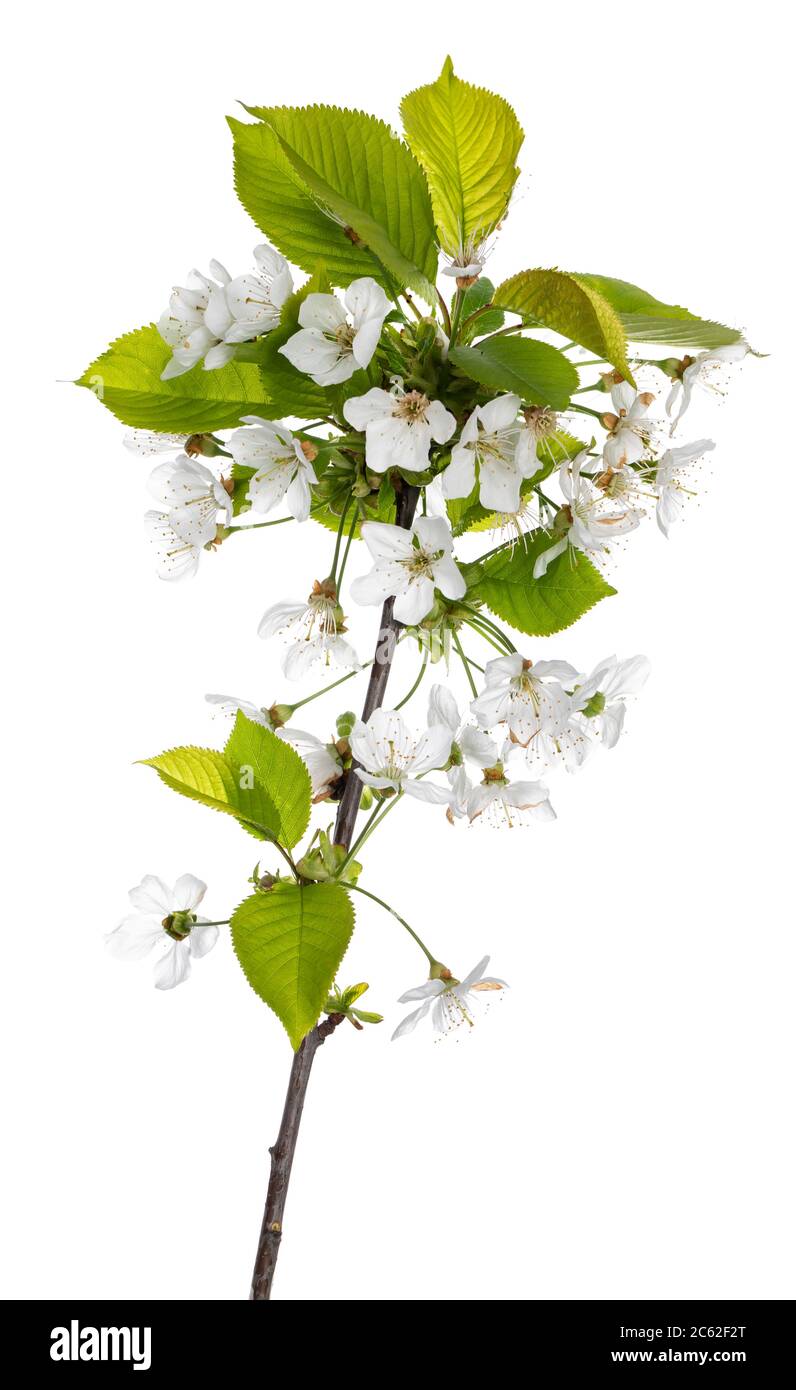 Zweig blühender prunus serrulata, isoliert auf weißem Hintergrund. Stockfoto