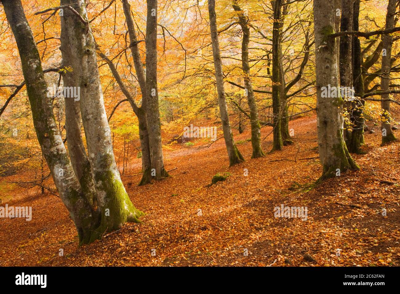 Buchenholz im Herbst. Birks Aberfeldy, Perth und Kinross, Schottland, Großbritannien Stockfoto