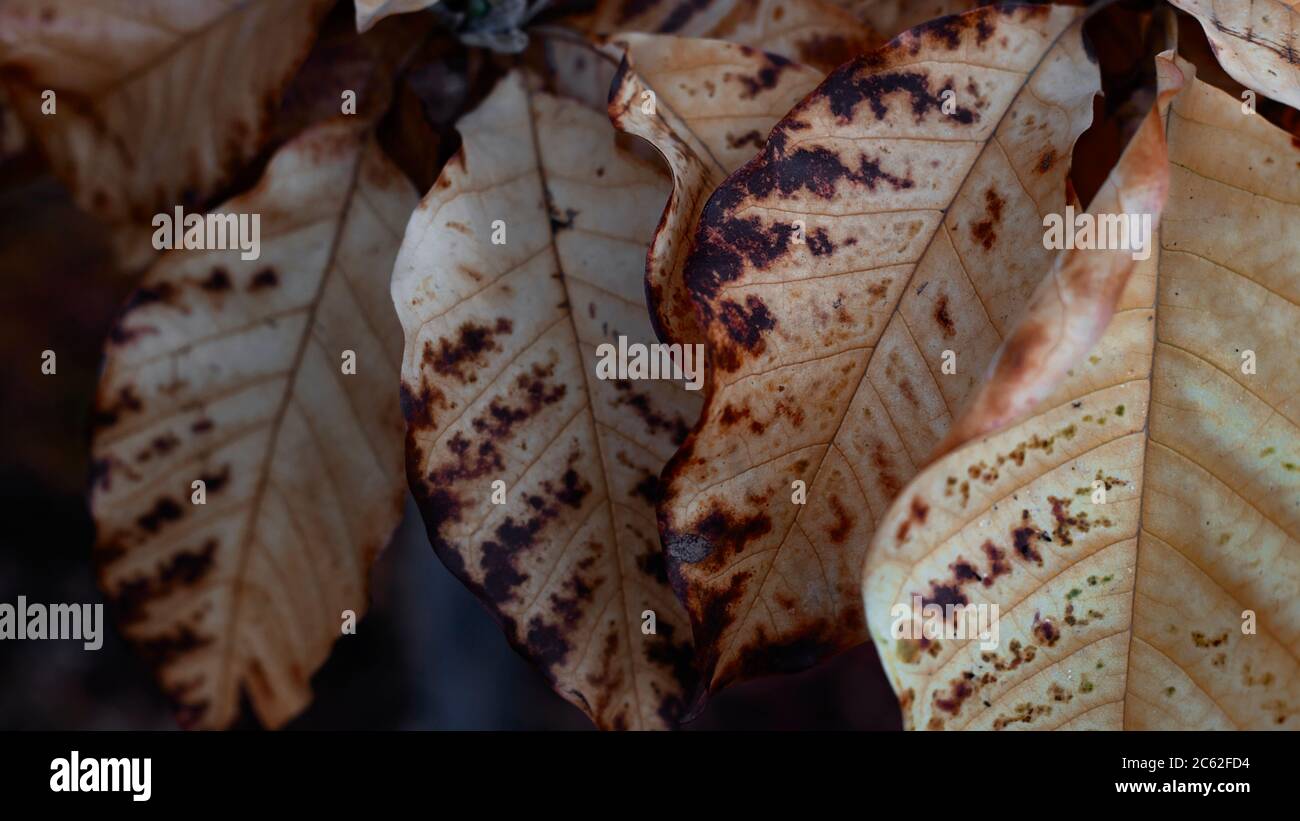 Natürliche Strukturbaumblätter im Herbst. Hintergrund oder saisonale Tapete. Stockfoto