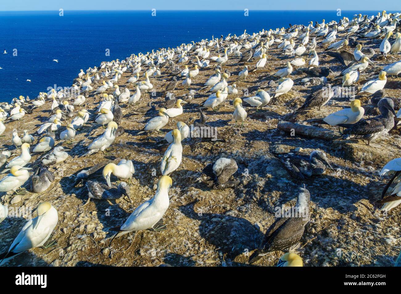 Kolonie von Gannett Vögel im Bonaventure Island, in der Nähe von Perce, an der Spitze der Halbinsel Gaspé, Quebec, Kanada Stockfoto