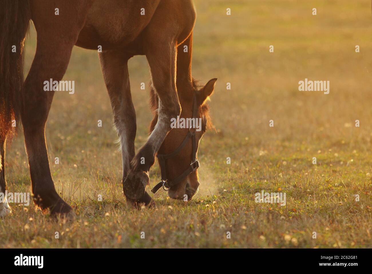 Junges Pferd nach dem Regen auf dem Feld Stockfoto