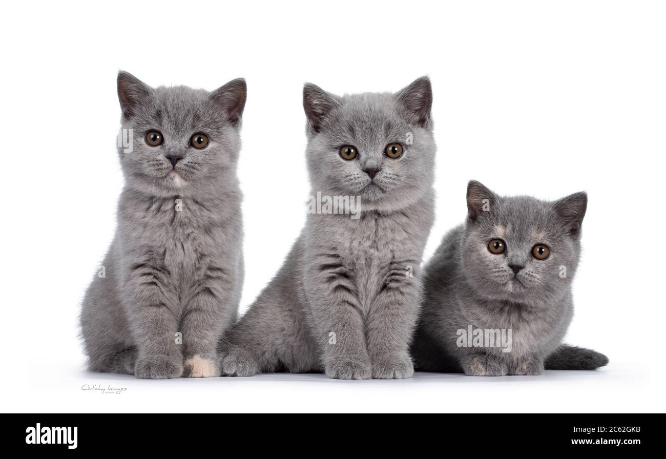 Reihe von fünf blauen und blauen schildpatt britischen Kurzhaar Katze Kätzchen, sitzen nebeneinander. Alle nach Kamera und Blick auf das Objektiv mit runden braunen Augen Stockfoto