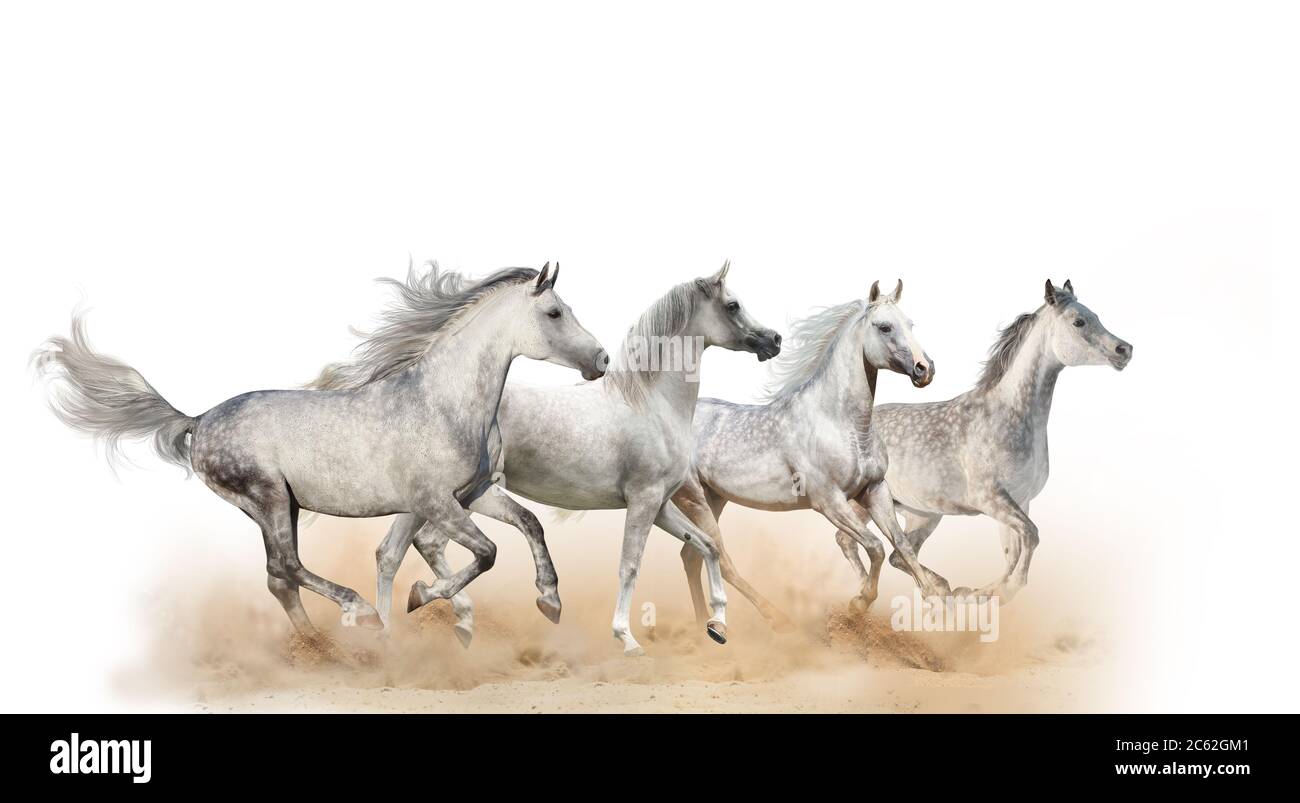 Vier schöne arabische Pferde laufen im Staub, isoliert Stockfoto