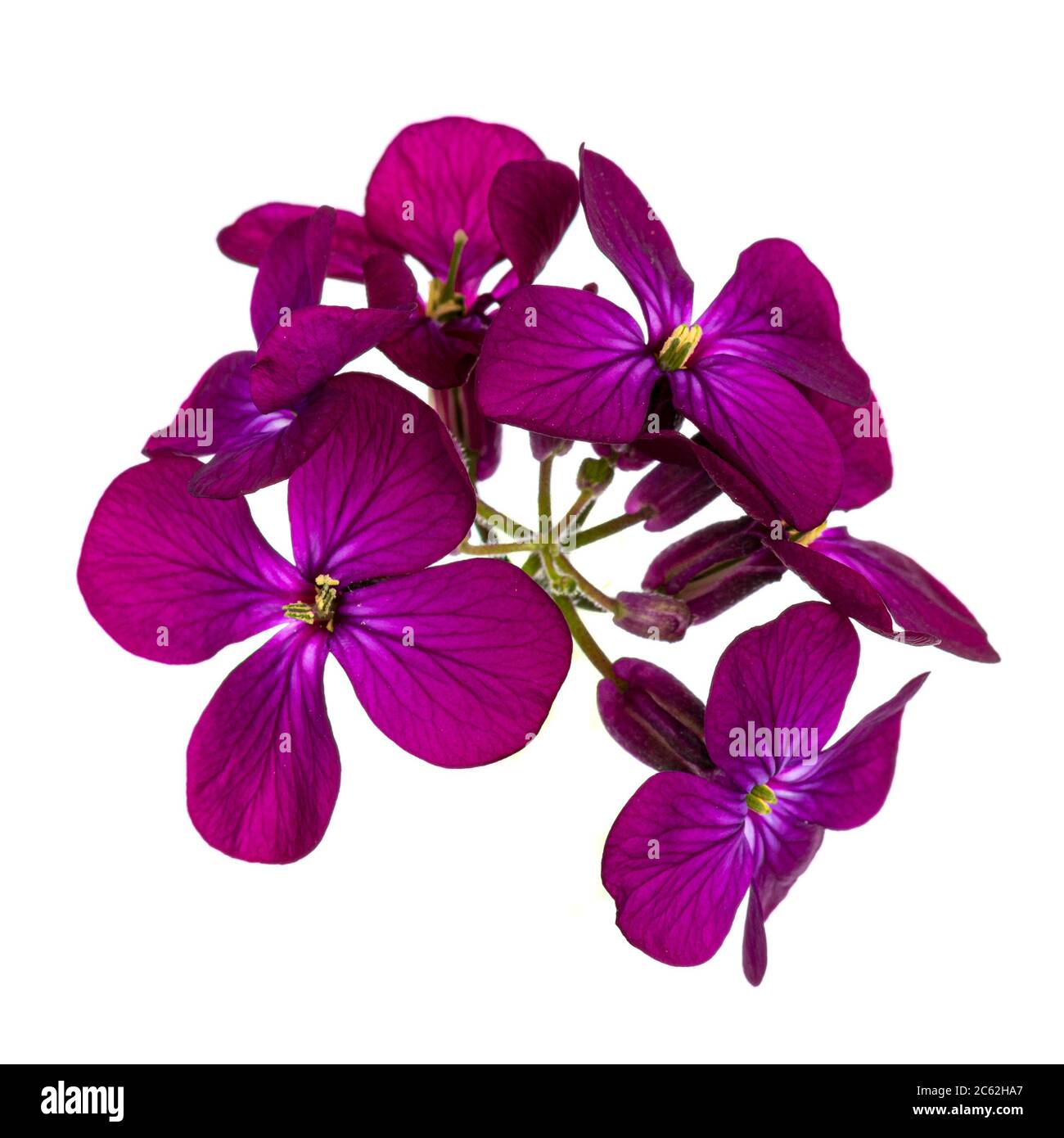 Draufsicht auf rosa / lila Lunaria Annua blühenden Zweig. Isoliert auf weißem Hintergrund. Stockfoto