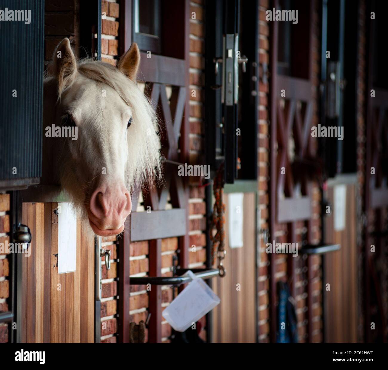 Weißes Pferd im Stall, das neugierig aussieht Stockfoto