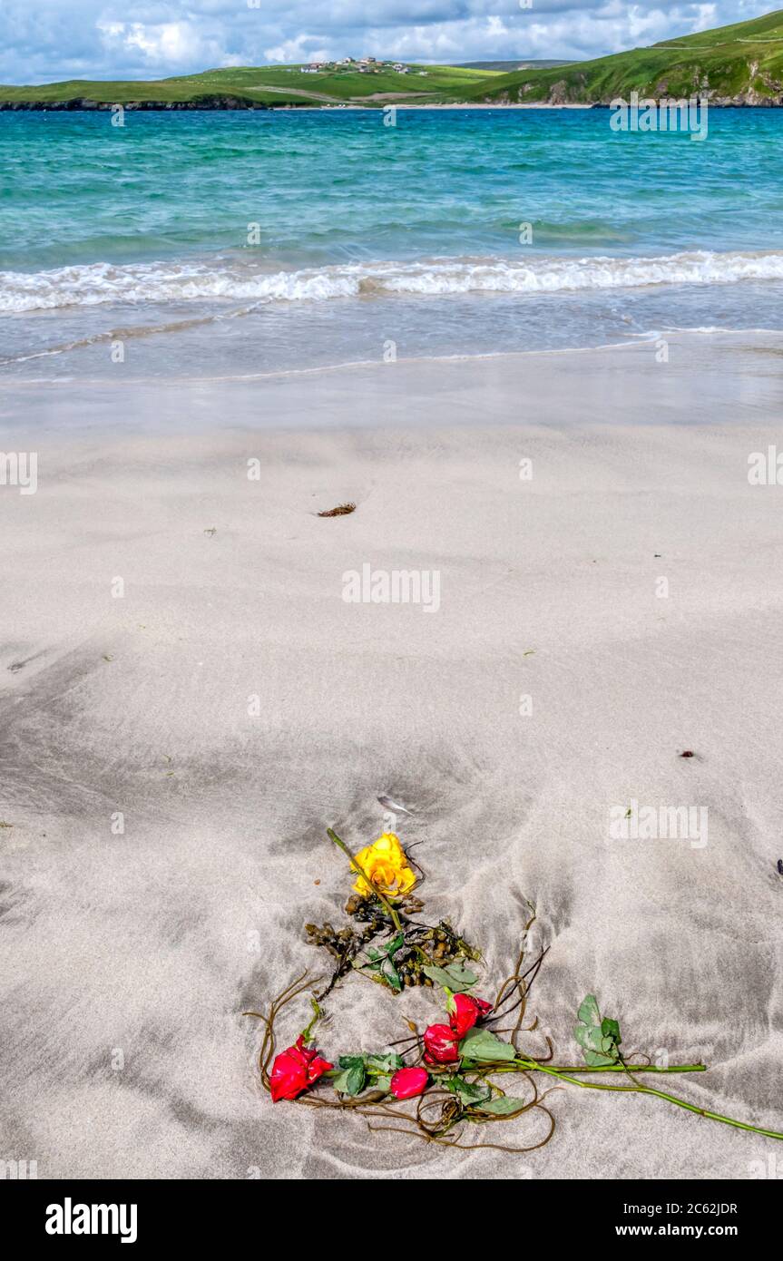 Die verschnaufelten Überreste eines Straußes roter und gelber Rosen wuschen sich an einen Strand, der mit Algen vermischt war. Am Spiggie Beach im südlichen Festland, Shetland. Stockfoto