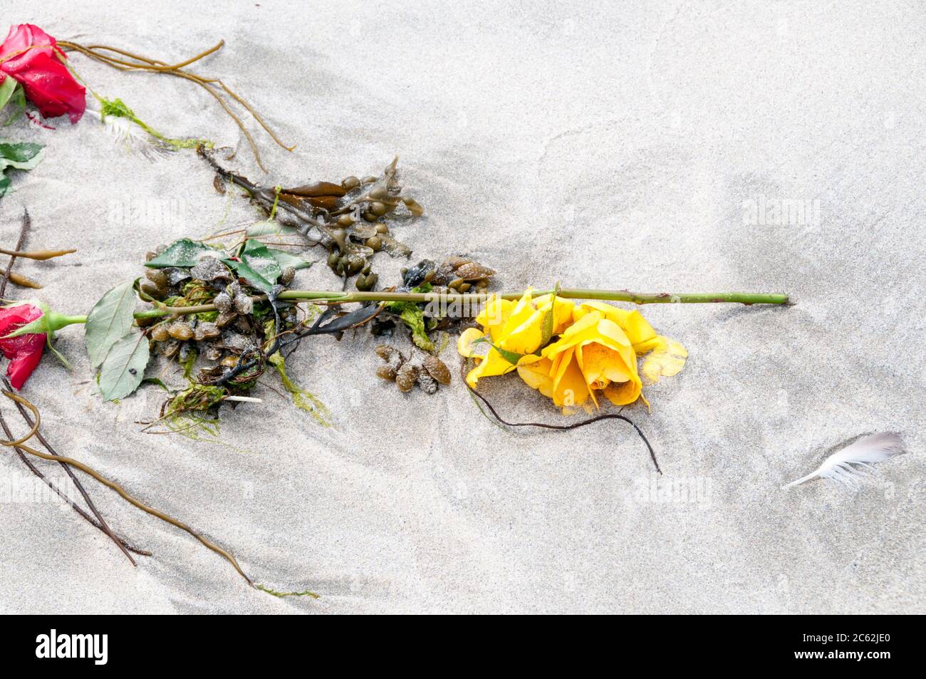 Die verschnaufelten Überreste eines Straußes Rosen, die an einen Strand mit Algen gemischt wurden. Am Spiggie Beach im südlichen Festland, Shetland. Stockfoto