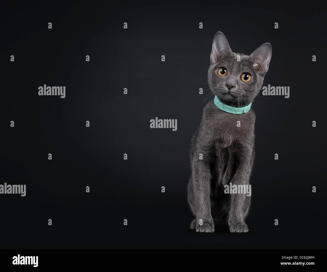 Liebenswert Korat Katze Kätzchen, sitzt nach vorne. Blick neben die Kamera mit orangefarbenen Augen. Isoliert auf schwarzem Hintergrund. Stockfoto