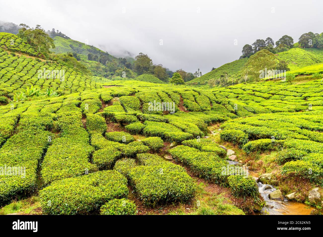 Teeplantage in der Nähe von Brinchang, Cameron Highlands, Malaysia Stockfoto