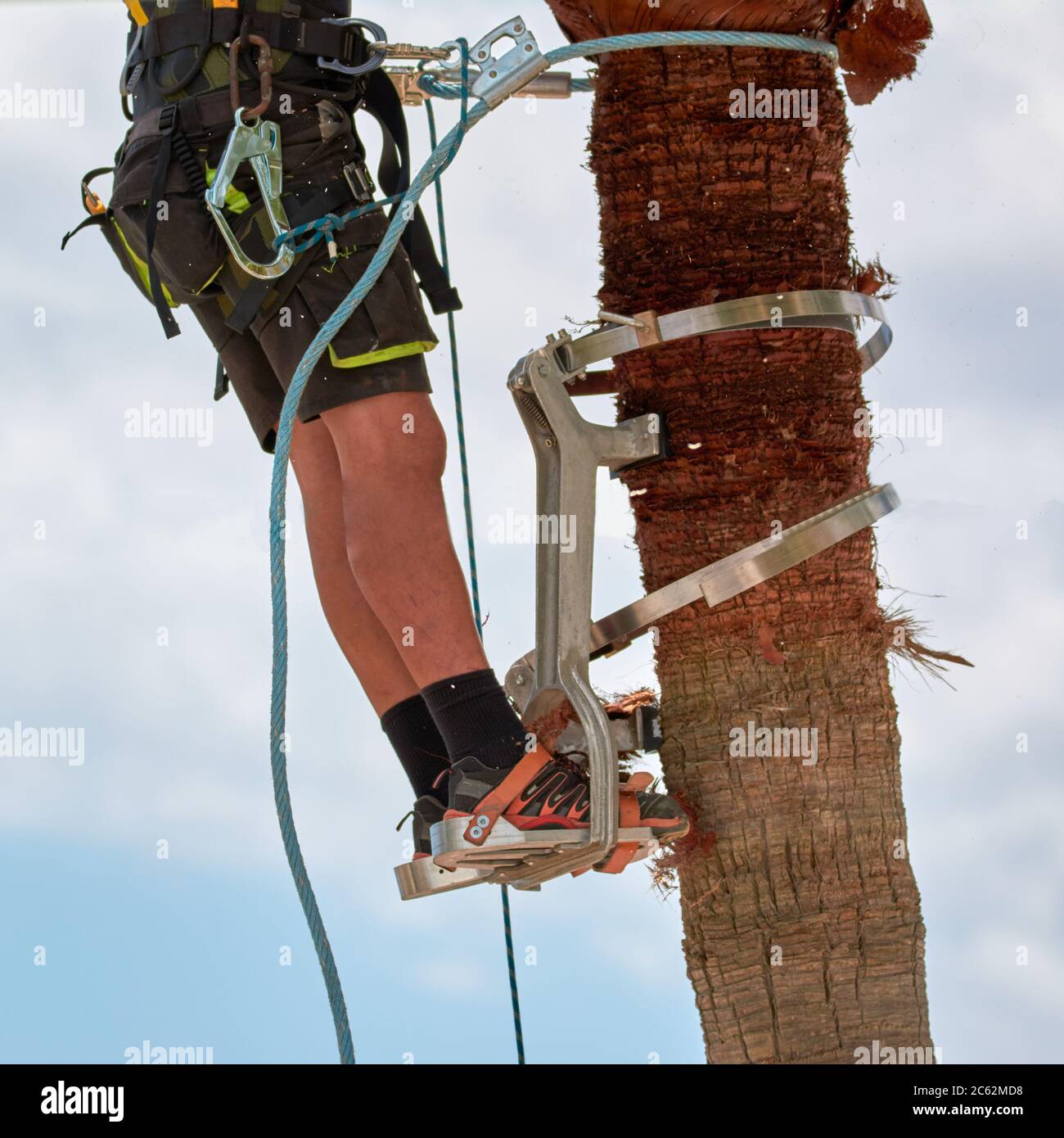Gefährliche Arbeit, Mann klettern, Palmenschnitt mit speziellen Kletterwerkzeug, Arbeitssicherheit, sichere Gärtner Werkzeuge Stockfoto