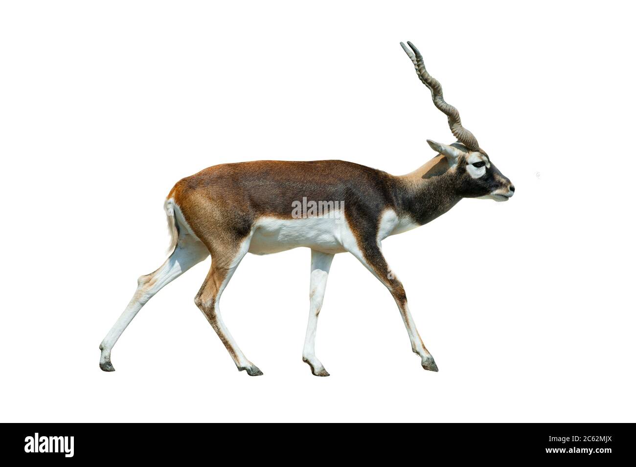 Schwarze Buck-Antilope, die isoliert auf einem weißen Hintergrund läuft Stockfoto