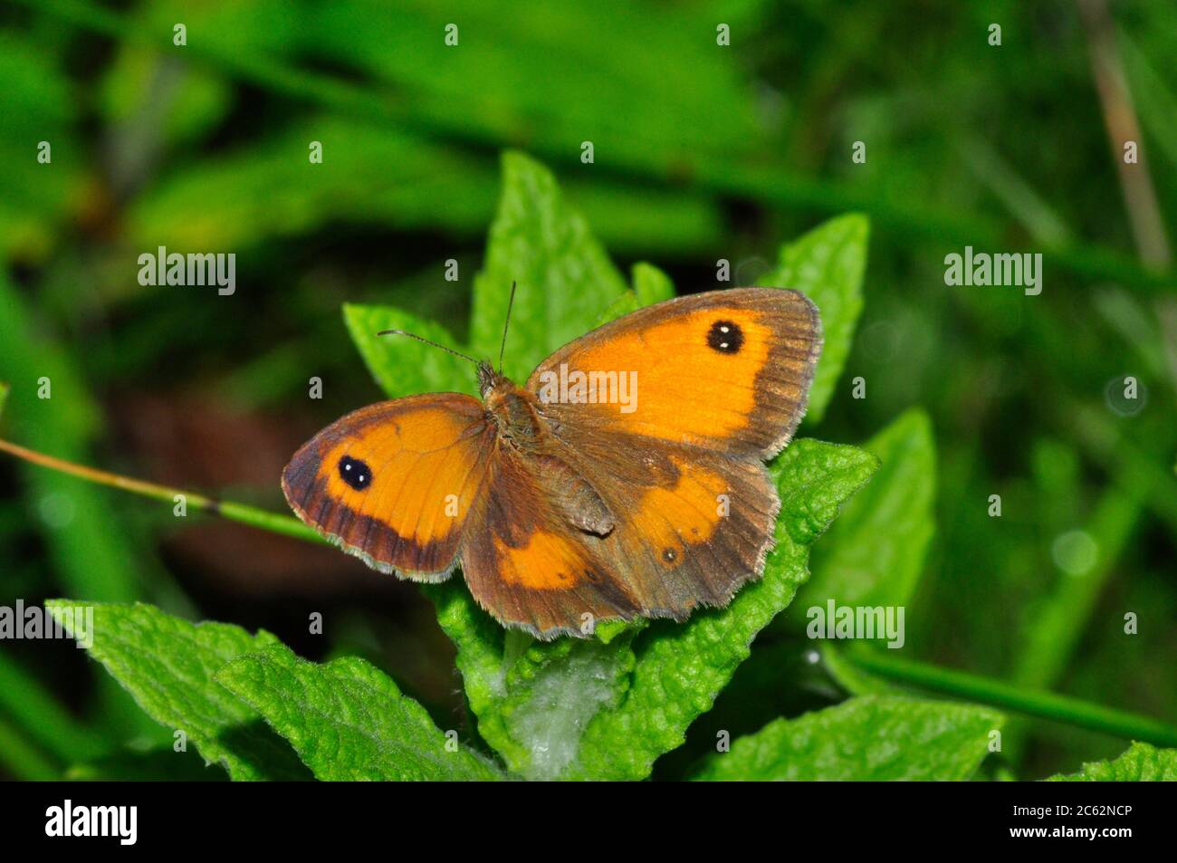 Torwart Schmetterling, 'Pyronia tithonus', gewöhnlich, Juli und August, auf Brombeerblüten, Hecken, Sträuchern, Dorset, Großbritannien Stockfoto