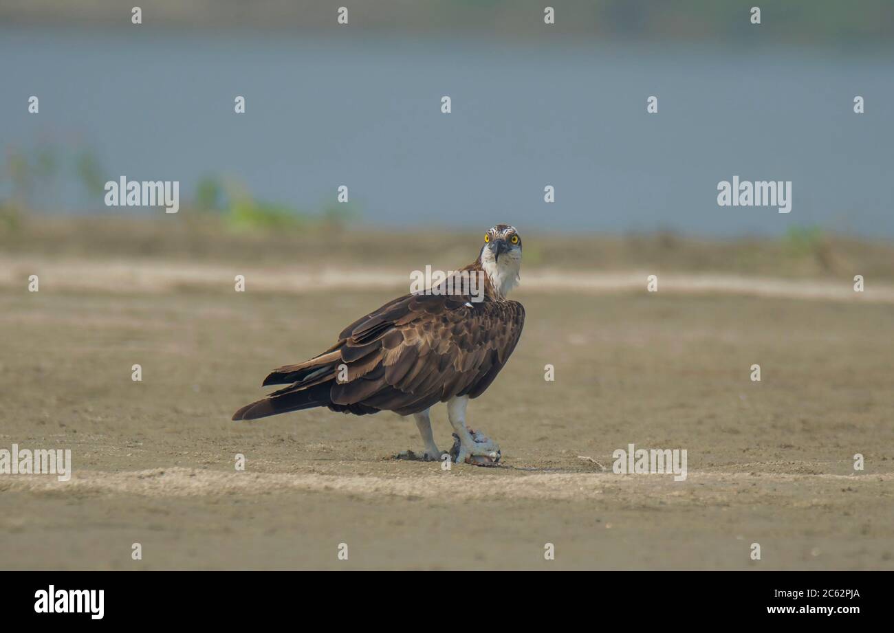 Ein wilder Vogel am Ufer des Flusses Abschluss seines Frühstücks ein Fisch mit seinem natürlichen Lebensraum und Gewohnheit aus unserer schönen Natur. Stockfoto